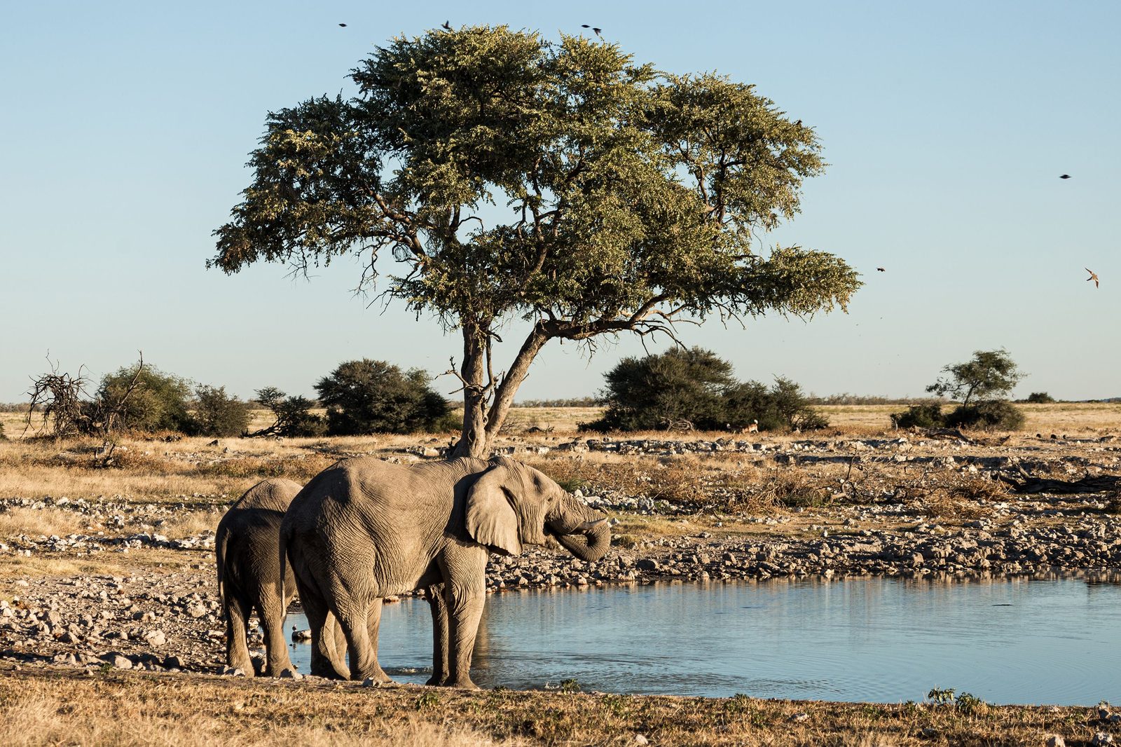 Branco di elefanti africani al tramonto vicino a una pozza d'acqua nella savana