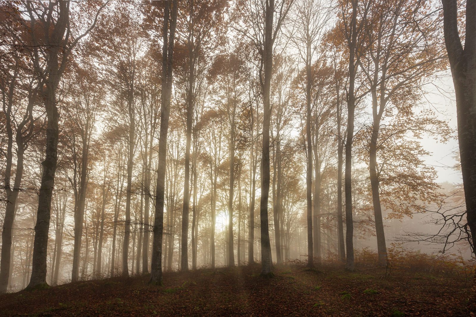 Faggeta dorata in autunno sull'Appennino Reggiano Faggeta dorata in autunno sull'Appennino Reggiano