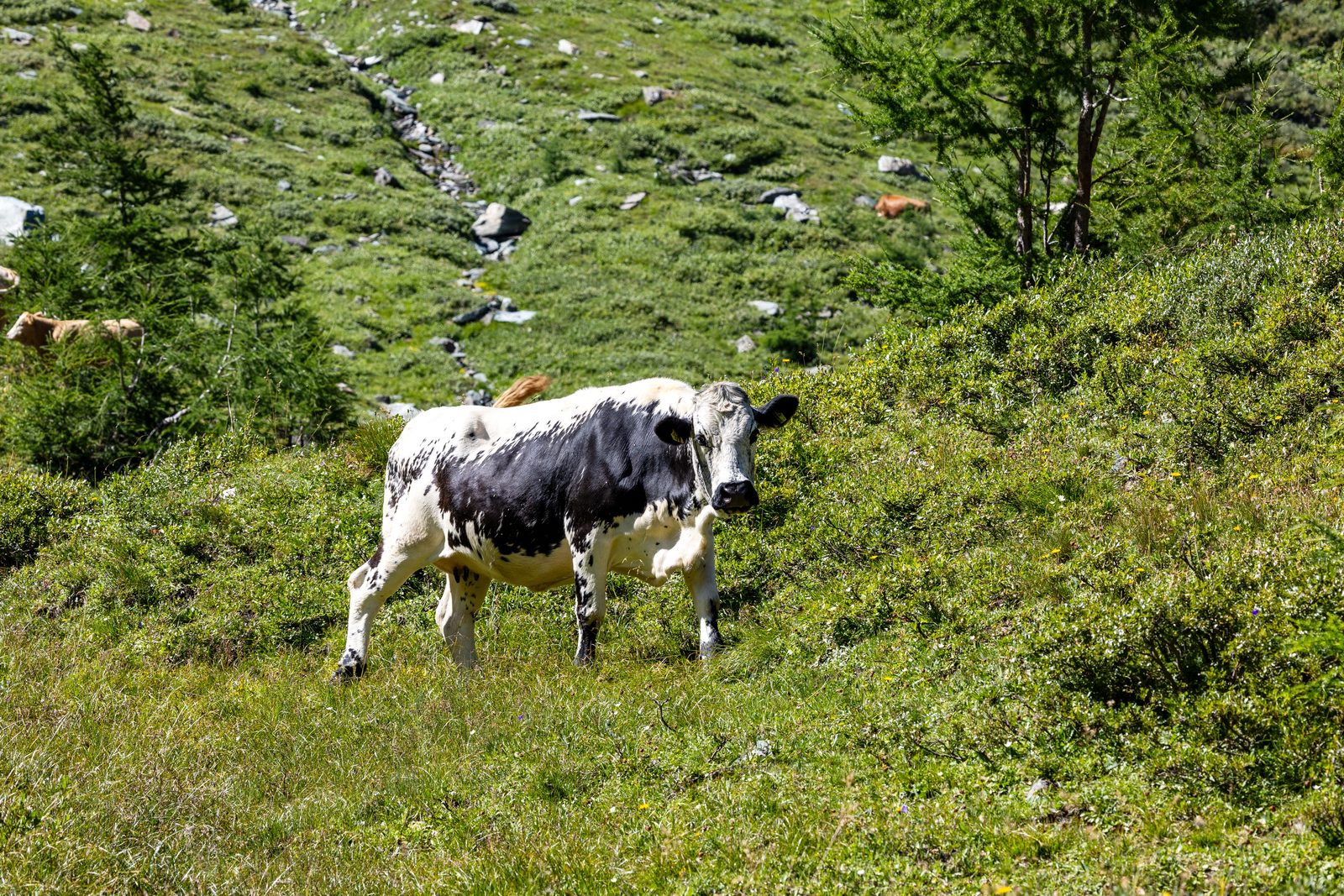 Mucca valdostana Pezzata Nera al pascolo con paesaggio alpino sullo sfondo Mucca valdostana Pezzata Nera al pascolo con paesaggio alpino sullo sfondo