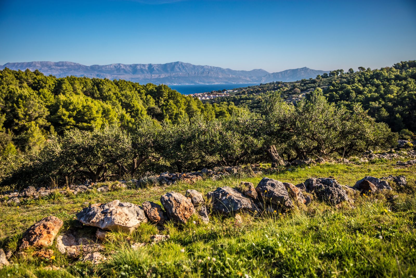 Colline abruzzesi con oliveti e vigneti verso il mare Adriatico Colline abruzzesi con oliveti e vigneti verso il mare Adriatico