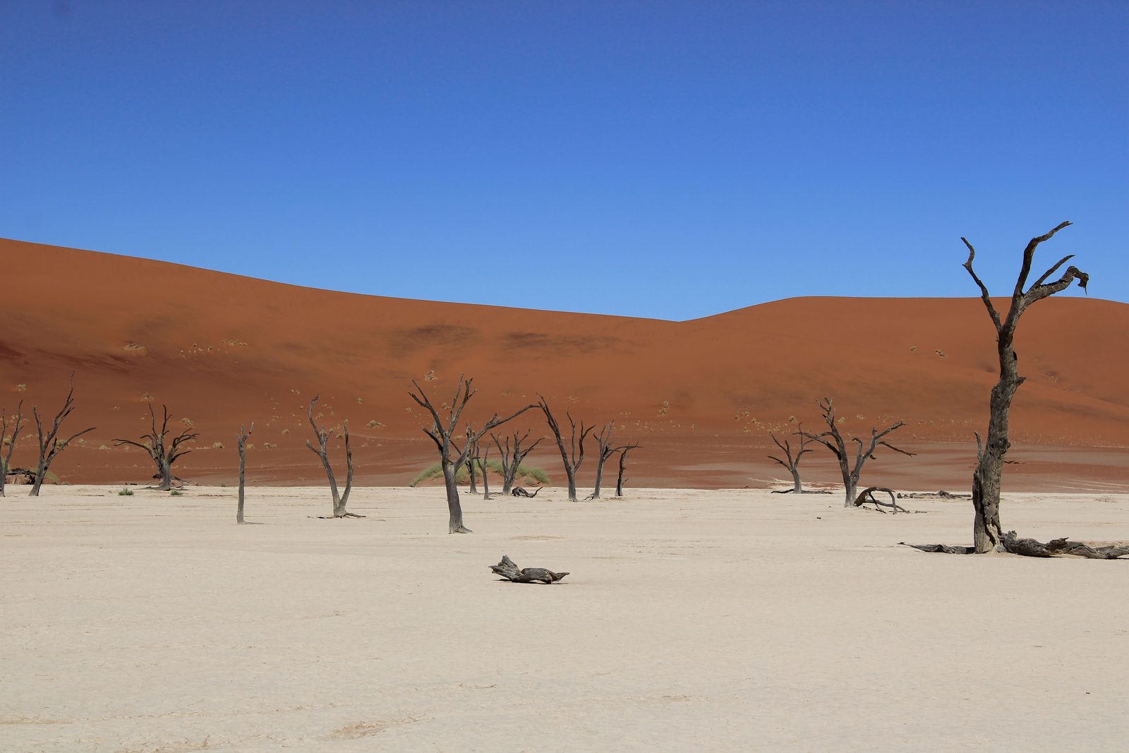 Alberi morti della Deadvlei con sfondo di duna rossa e cielo blu intenso Alberi morti della Deadvlei con sfondo di duna rossa e cielo blu intenso