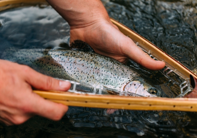 pesca alla mosca trentino